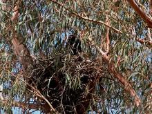 ^5-25-2004.  Raven nest.