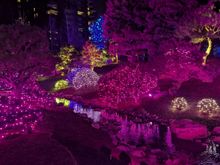 ^1-5-2026.  Blossoms of Light at the Denver Botanic Gardens.