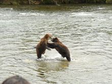 Bear fight!!!