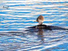 Merganser in the river. The water is brackish so unlike the ponds, it's not frozen. 