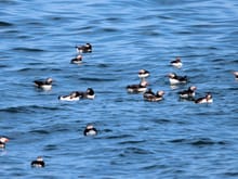 A group of them swimming together is called a raft