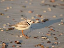 Piping Plover and his shadow