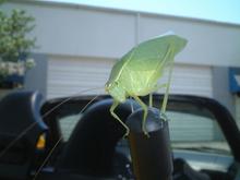 carbug.JPG