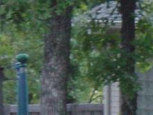 Backyard 012.jpg