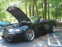 Mustang 5.jpg