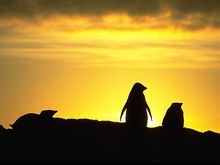 small penguin sunset