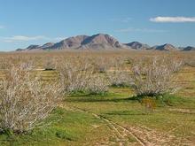 Jan. 29, 2005 Green desert