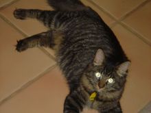 Hobbes2