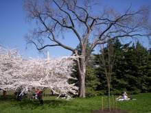 TreesAndWashMonument