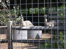 Emu&#39;s