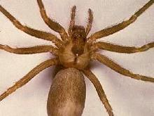 Brown Recluse3.jpg