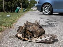 050713 OK roadkill owl.JPG