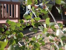 050812 Aspens.JPG