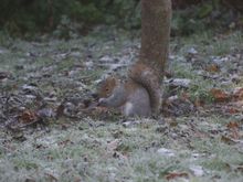 Ashridge 017.jpg