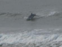 051125 One Dolphin 4357.JPG