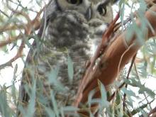 060104 Owl 4562.JPG