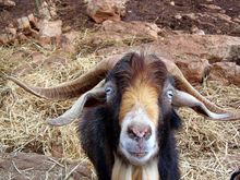 Goat