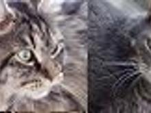 OurPets.JPG