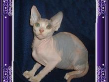 highflowcat.jpg