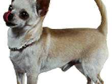 chihuahua.gif