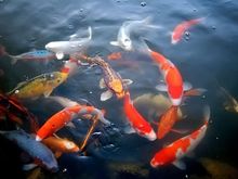 Koi