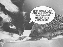 Puss7.bmp