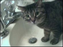 stella in the sink.jpg