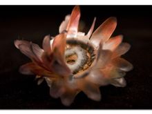 driedflower.jpg