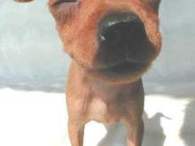 the_dog08_2.jpeg