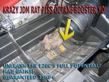 rat1 copy.jpg