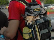DSC_4989 070804 Dog in BP.JPG