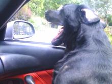 SUPER DOG!