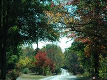 DSC_5934 071020 Drive_road_trees.JPG