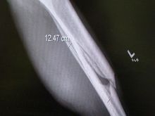 Leg1.jpg