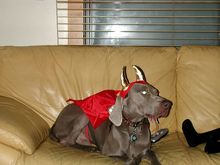 Wally1.jpg