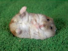 hamster[1].jpg