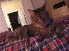 kitties1.jpg