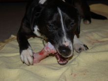 eating bone 3.jpg