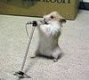 Hamster Singer.jpg