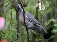 IMG_4030.JPG