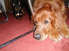 Dogs3-200009.JPG