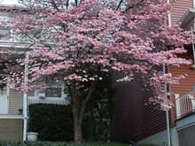 DSC_8763 080501 pink tree Pitts.JPG