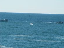 Whale?  Why yes, yes it is!