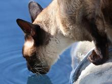 IMG_0092 081218 Zoro.jpg
