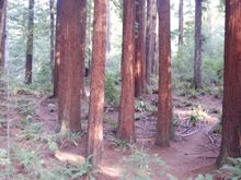 First Hole Redwood Curtain