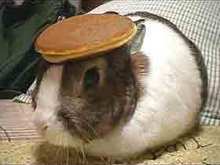 bunny-pancake.jpg