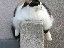 funny-pictures-fat-monorail-cat.jpg