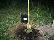 Willamette_plant.jpg