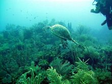 scuba-002.jpg