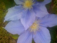 Flower.JPG